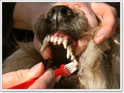 โรคของเหงือกและฟันในสุนัข [ Periodontitis in Dogs ]