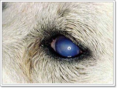 โรคต้อกระจกในสุนัข รักษาได้