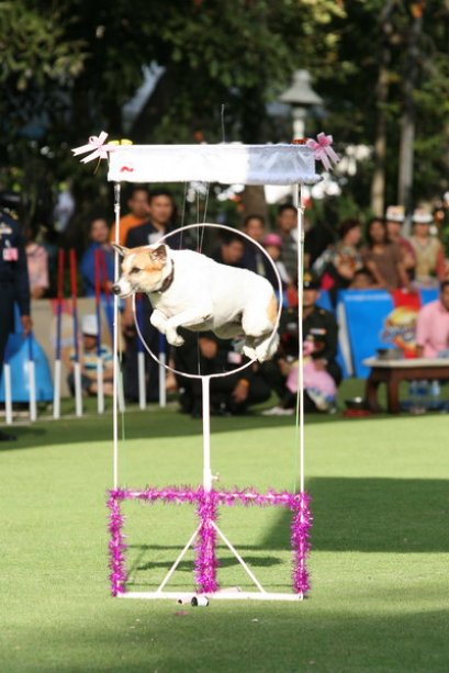 การแสดงสุนัขทรงเลี้ยง คุณน้องหลาง
