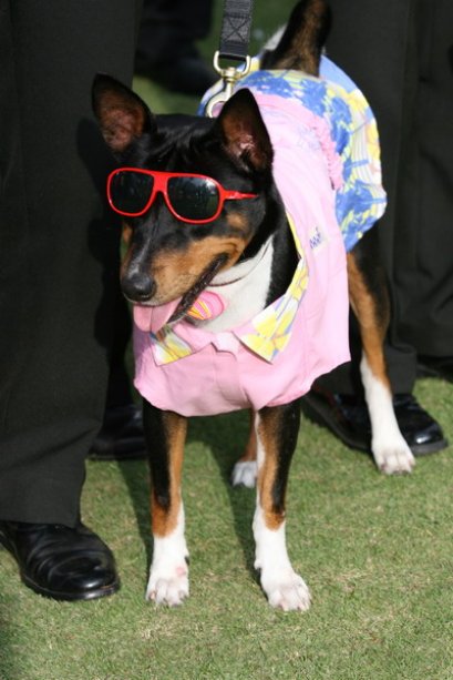 การแสดงสุนัขทรงเลี้ยง คุณนิลนนท์