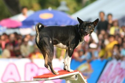 สุนัขทรงเลี้ยง “คุณนิลพัท” 