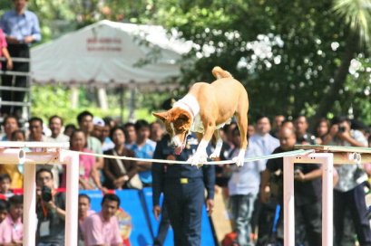 การแสดงสุนัขทรงเลี้ยง คุณข้าวตอกดอกไม้