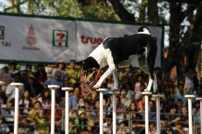 การแสดงสุนัขทรงเลี้ยง คุณแกงนพเก้า