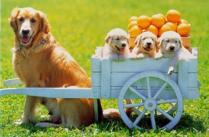 รู้จักสายพันธุ์สุนัข..ที่น่าเลี้ยง