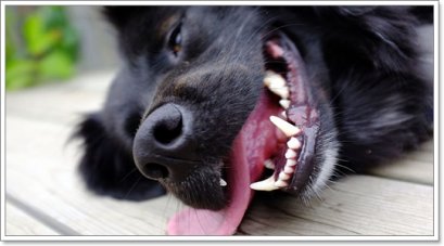 โรคลมแดด (Heat stroke)