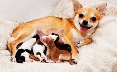 โรคไข้น้ำนม Eclampsia in Dogs