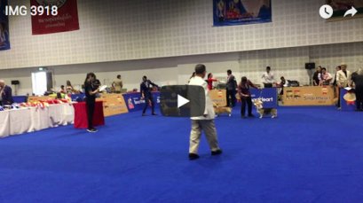 SmartHeart Gold Toy Dog Show 2018