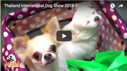 Clips Thailand International Dog Show 2018