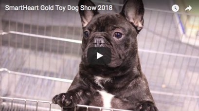 SmartHeart Gold Toy Dog Show 2018
