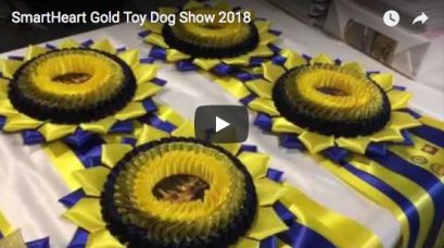 SmartHeart Gold Toy Dog Show 2018