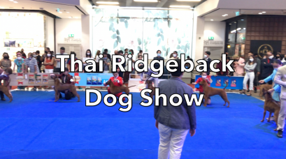 Thai Ridgeback Day 2023