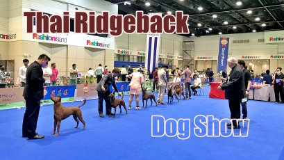 ประกวดสสุนัขพันธุ์ไทยหลังอาน