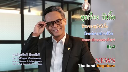 สีขนของสุนัขบีเกิ้ลมีผลต่อการดำรงชีวิตและการประกวดอยางไร EP.3