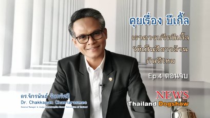 คุยเรื่อง Beagle Ep. 4 เราควรบรีดบีเกิ้ลให้เป็นสีขาวล้วนกันดีไหม