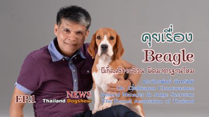  คุยเรื่อง Beagle Ep.1 บีเกิ้ลสีขาวล้วนผิดมาตรฐานไหม