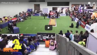 Clips Pitbull Show