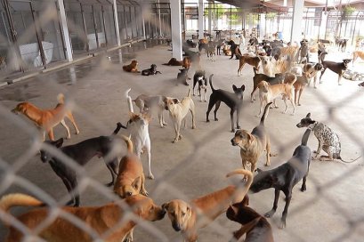 ตามติดชีวิตสุนัขจรจัดนครชัยบุรินทร์