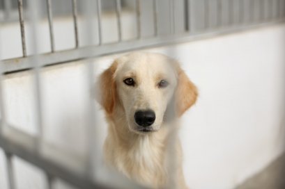 เปิดเช็คลิสต์ดูความพร้อม ก่อนรับเลี้ยงน้องหมาจรจัด