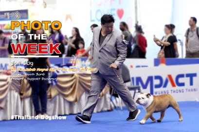 BULL DOG Am.Th.Ch.Kelrob Magnet Man Of The Match CGC