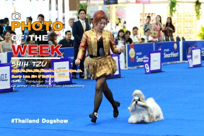 Shih Tzu Ch.Hearty Love Him If You Dare