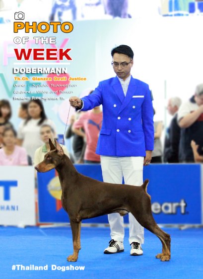 DOBERMANN  Th.Ch.Glanzen Devil Justice