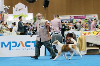 Thai Bangkaew Dog ชาร้อน