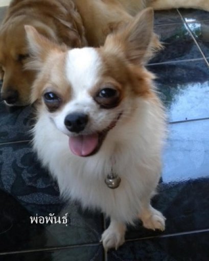 สุนัขที่ก้าวร้าวเนื่องจากมีโรค