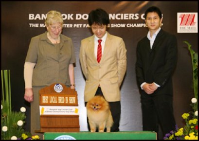 Ch. Starlight's My Sweet Dream