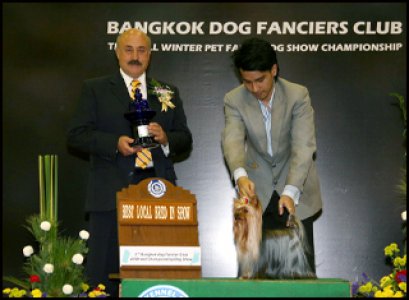 Ch.Amata's Love Plus