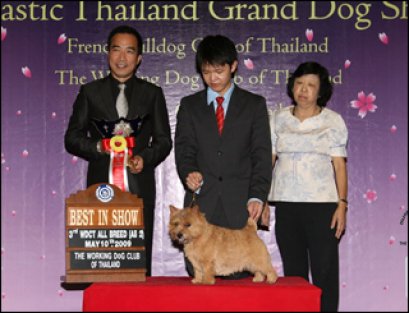 Am.Hung Th. Grand Ch.Devondale's Master Marmot Phil