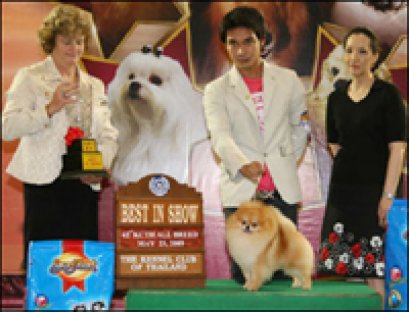 Th.Am.Grand Ch.Powerpom Cold Mountain