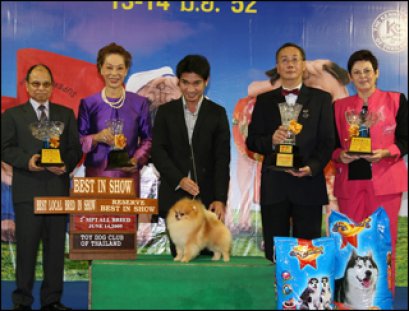 Th.Am.Grand Ch.Powerpom Cold Mountain