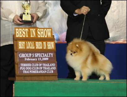 Th.Am.Ch.Powerpom Cold Mountain