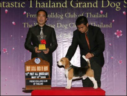 Th.Ch.Perfect Companion's Tigriss