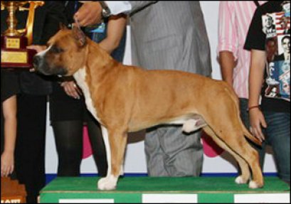 AM.TH.GRAND CH. DOGGY WORLD'S APPLE JACK JUNIOR