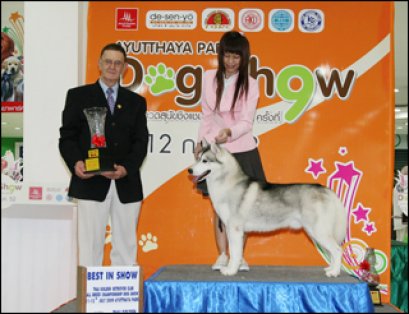 TH.AM.CH.HURICANE'S GLO-STARS MYSTERY MAN