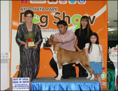 TH.CH.CASTLE'S DREAMER OF SUN