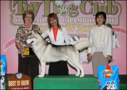 TH.AM.CH.HURUCANE'S GLO-STARS MYSTERY MAN