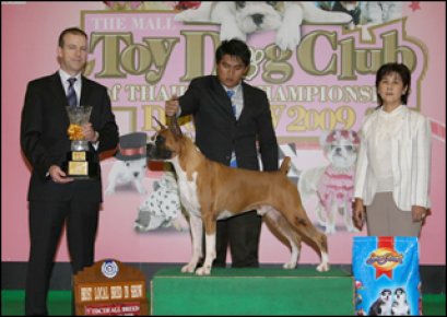 TH.CH.CASTLE S DREAMER OF SUN