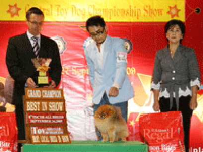 TH.CH.STARLIGHTS DREAM COMES TRUE