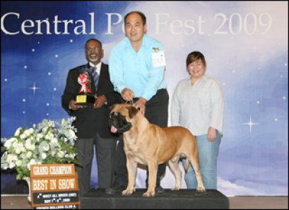 TH.INT.MOL.RUS.RKF.GRAND.CH.MEVERICK IZ MIRA ANTALLIS