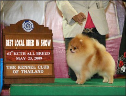 Th.Am.Grand Ch.Powerpom Cold Mountain