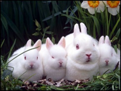 เลือกกระต่ายสายพันธุ์ฮิตอย่างไร??  ให้โดนใจ...แต่ไม่โดนหลอก!!