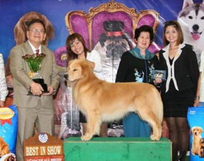 The Mall Toy Dog Championship Show 3/2010