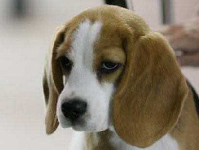 8 อันดับโรคของสุนัขที่ต้องระวัง