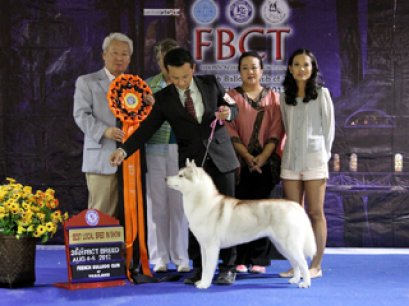 TH.CH.SUB ZERO N DREAM CHASER'S CUNNING LITTLE FOX