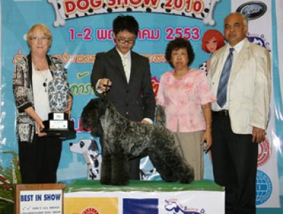 TH.GRAND.ENG.IR.CH.SHARP N SHOCKING OF IRISBLU