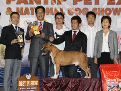 AM.TH.GRAND.CH.DOGGY WORLD'S APPLE JACK JUNIOR