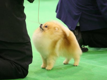 TH.GRAND.AM.CH.POWERPOM COLD MOUNTAIN