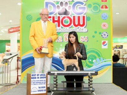 GRAND.AM.TH.CH.BANJACK'S LITTLE BOY NOBLY